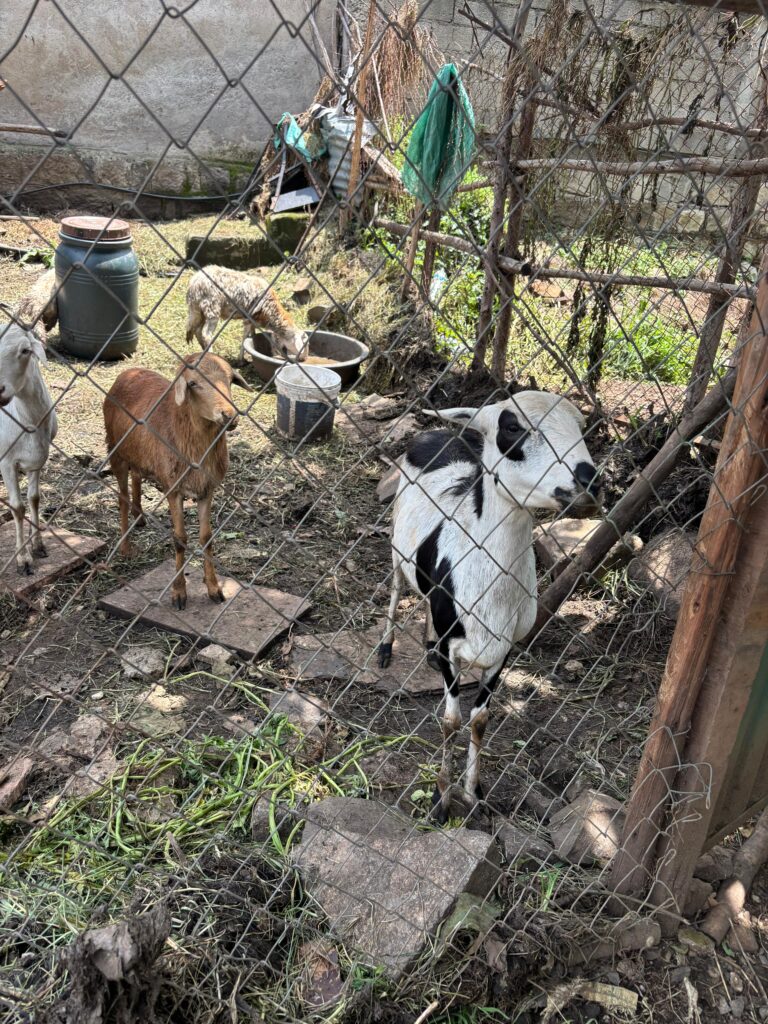 goats